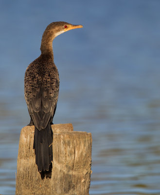 Long-tailed cormorant / Afrikaanse dwergaalscholver 