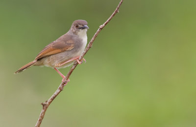 Whistling cisticola / Fluitgraszanger 