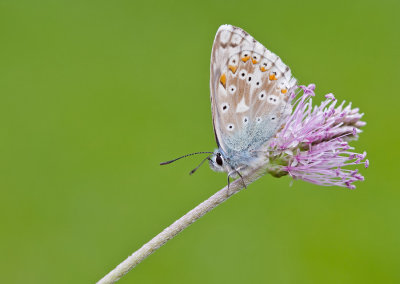 Chalk-hill Blue / Bleek blauwtje