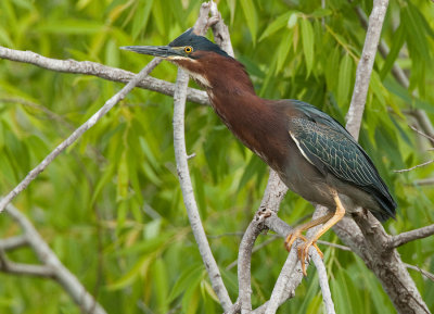 Green Heron / Groene Reiger