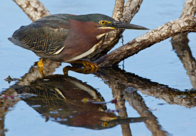 Green Heron / Groene Reiger