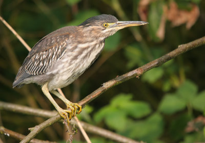 Green Heron / Groene Reiger