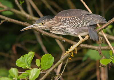 Green Heron / Groene Reiger