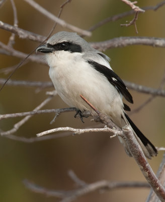 Loggerhead shrike / Amerikaanse klapekster 