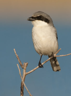 Loggerhead shrike / Amerikaanse klapekster 