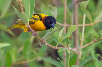 Village weaver / Grote textorwever
