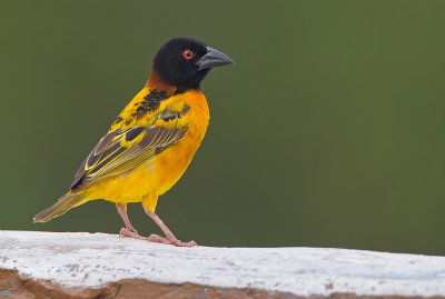 Village weaver / Grote textorwever