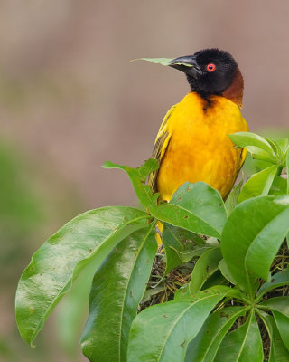 Village weaver / Grote textorwever