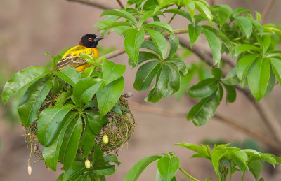 Village weaver / Grote textorwever