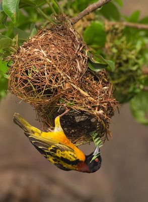 Village weaver / Grote textorwever