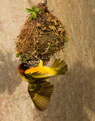 Village weaver / Grote textorwever