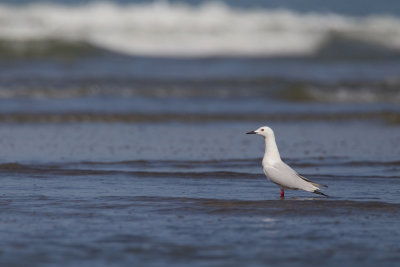 Slender-billed gull / Dunbekmeeuw