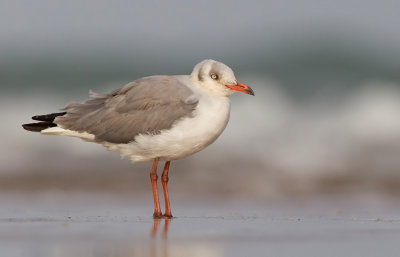 Grey-headed Gull / Grijskopmeeuw