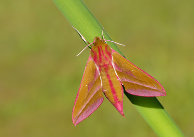 Elephant Hawk-moth / Groot Avondrood