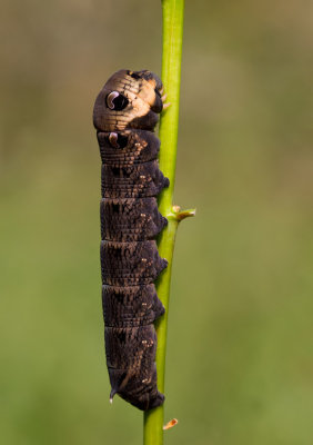 Elephant Hawk-moth / Groot Avondrood