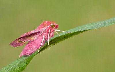 Small Elephant Hawk-moth / Klein avondrood