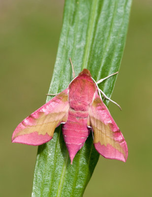 Small Elephant Hawk-moth / Klein avondrood