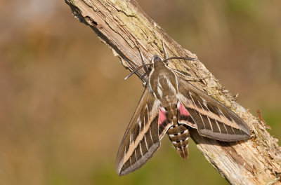 Striped Hawk-moth / Gestreepte pijlstaart 