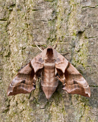 Eyed Hawkmoth / Pauwoogpijlstaart