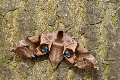 Eyed Hawkmoth / Pauwoogpijlstaart
