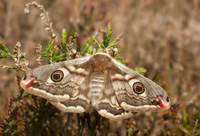 Emperor moth / Nachtpauwoog