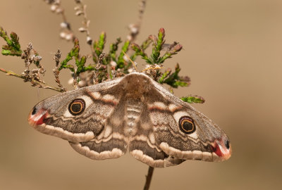Emperor Moth / Nachtpauwoog