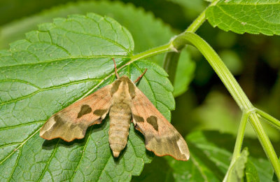 Lime hawk-moth / Lindepijlstaart