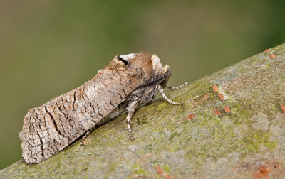 Goat moth / Wilgenhoutvlinder