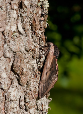 Privet Hawkmoth / Ligusterpijlstaart 