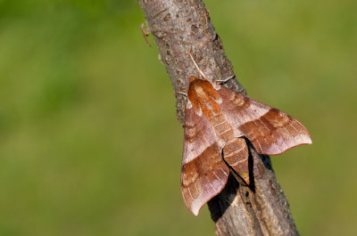 Azalea Sphinx / Darapsa choerilus