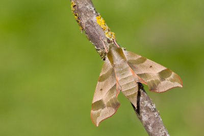 Virginia creeper sphinx / Darapsa myron