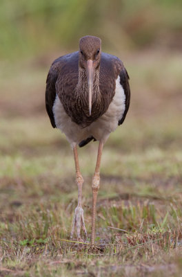 Black Stork / Zwarte ooievaar