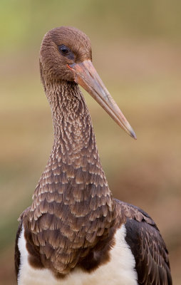 Black Stork / Zwarte ooievaar