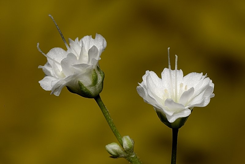 Resize of _DSC8006.jpg
