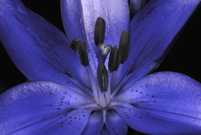 UV Stargazer Lily