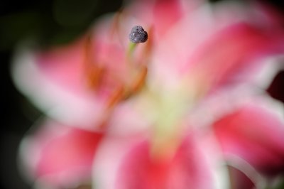 Resize of _DSC4182.jpg