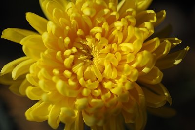 Pom Chrysanthemum CRT Nikkor-O 55mm f/1.2