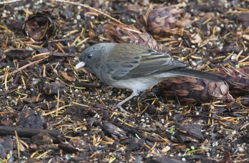 Dark-eyed Junco