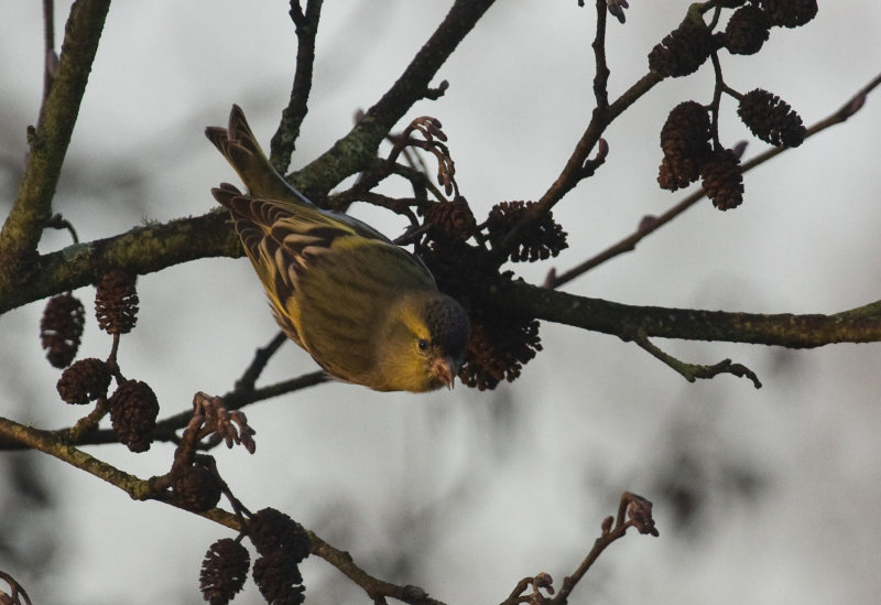 Eurasian Siskin