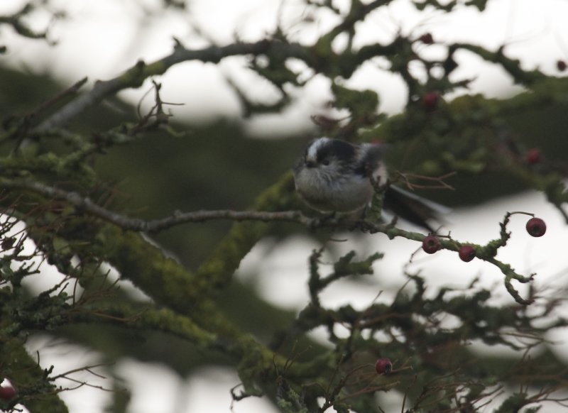 Long-tailed Tit