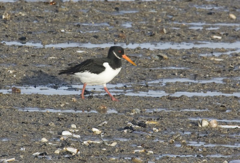 Eurasian Oystercatcher