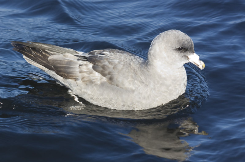 Northern Fulmar