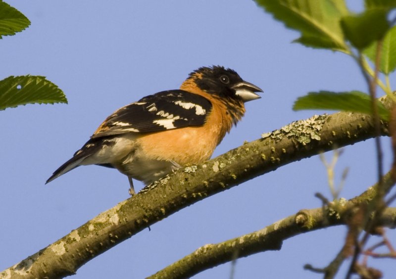 Black-headed Grosbeak