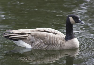 Canada Goose