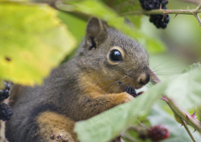 Douglas Squirrel