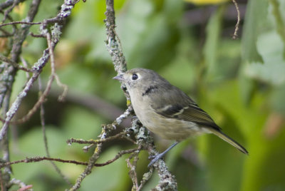 Hutton's Vireo