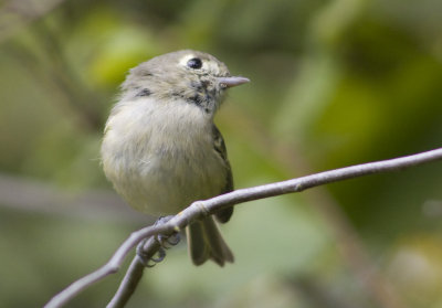 Hutton's Vireo