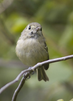 Huttons Vireo