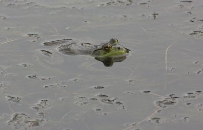 Bull Frog