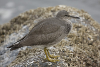 Wandering Tattler